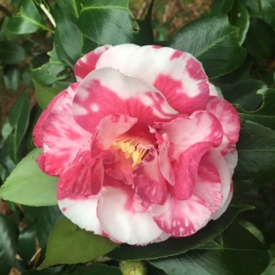 Bart Colbert Variegated